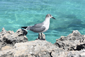 Gull Standing on Coral Rock Ledge by the Ocean