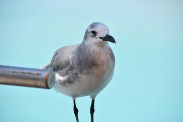 Seagull Standing by the Tropical Waters in Aruba