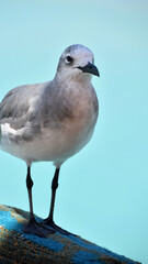 Laughing Gull Standing on a Pier in Aruba