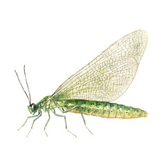 Green Lacewing, watercolor clipart vector, high quality, isolated on a white background.