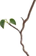 Vine plant, Branch creeper leaf green, Liana tropical nature.