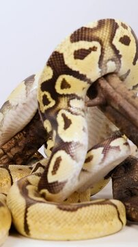 Ball Python Coiling Around Branch in Natural Setting