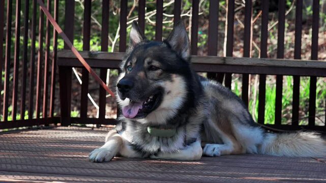 sable husky German shepherd dog lying down  in the shade