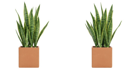 Isolated Two Snake Plants in Pots