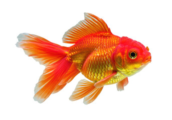Isolated Bright Orange Goldfish Swimming Freely