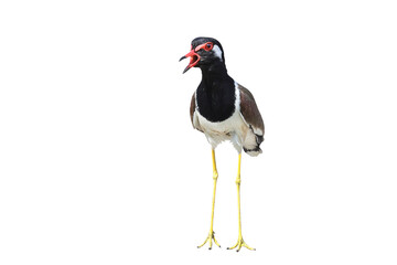Red-wattled Lapwing standing isolated on transparent background png file