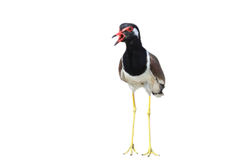 Red-wattled Lapwing standing isolated on transparent background png file