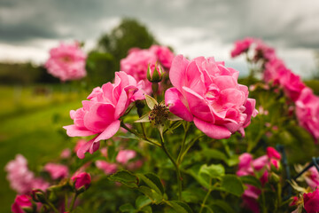 Vibrant pink roses bloom under an overcast sky in a lush garden setting during late spring