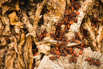 Captivating gathering of red and black insects atop a weathered tree trunk in a sunlit forest during autumn