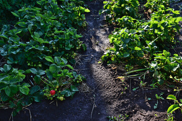 Strawberry plants growing in a garden in the sunrise
