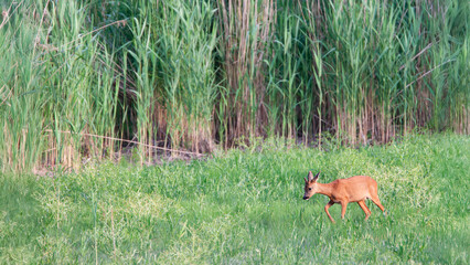 Roe deer buck in velvet walking in a dry pond. Capreolus capreolus, Phragmites australis, Sologne, Loiret 45, région Centre Val de Loire, France, European Union, European Union, Europe