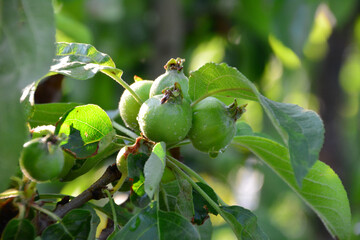 Green apple fruits with raindrops on a tree branch with blurred background
