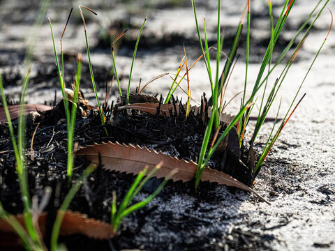 After the bushfire new growth and fresh shoots appear in blackened soil