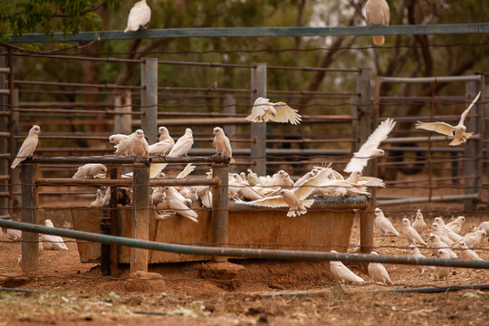 Corellas drinking from a trough in cattle yards