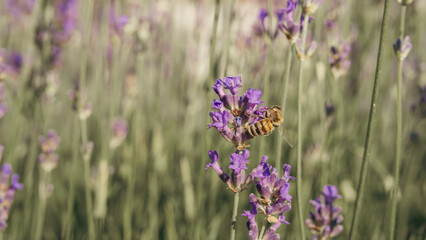 A bee collecting pollen in a lavender field in close-up on a sunny day.