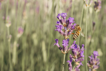 A bee collecting pollen in a lavender field in close-up on a sunny day.