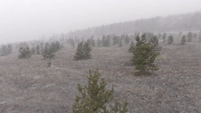 Flying a drone in the forest above the trees during a snowfall