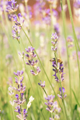 Naklejka premium A bee collecting pollen in a lavender field in close-up on a sunny day.