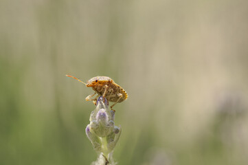 A close-up of a Shield Bug (Stink Bug) on a lavender flower
