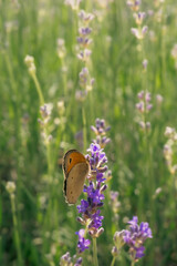A close-up of a brown butterfly resting in a lavender field