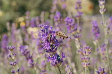 A close-up of a bee in flight over a lavender field