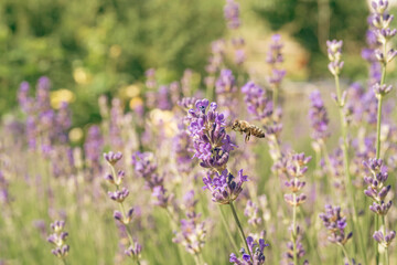 A close-up of a bee in flight over a lavender field