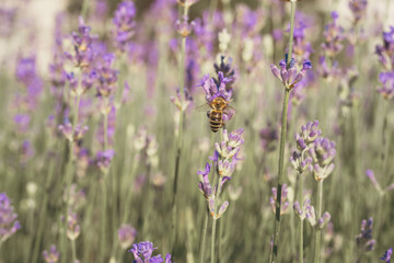 A bee collecting pollen in a lavender field in close-up on a sunny day.