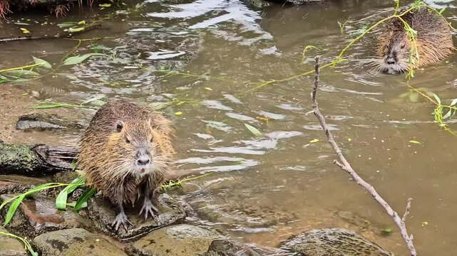 Two nutrias (coypus) swim and interact playfully in the Vltava River in Prague, Czech Republic.