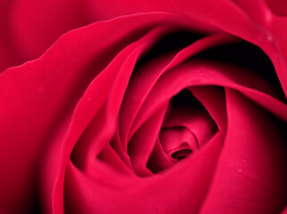 5月に美しく咲いた赤色のバラ「ユーロピアーナ」