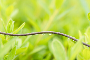梅雨の季節　ツルに水滴が輝く01