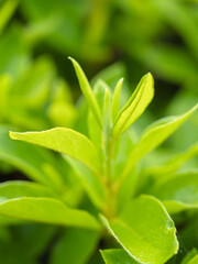 梅雨の季節　若葉が輝く03