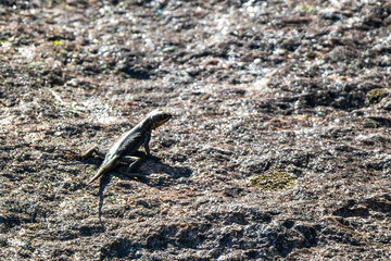 Lizard on rock in tropical rainforest Rio de Janeiro Brazil.