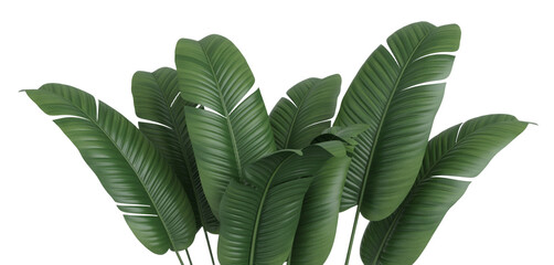 A group of large green tropical leaves with prominent veins against a black background image view