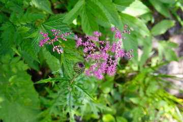 シモツケソウとアザミ