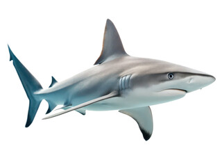 Obraz premium Sandbar shark png sandbar shark png shark fish png marine animal png aquatic predator png ocean fish png wildlife shark png underwater animal png transparent background image