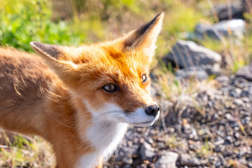 Red fox close-up with intense gaze, captured in natural light, on rocky terrain with blurred grass, symbolizing wildlife and nature focus