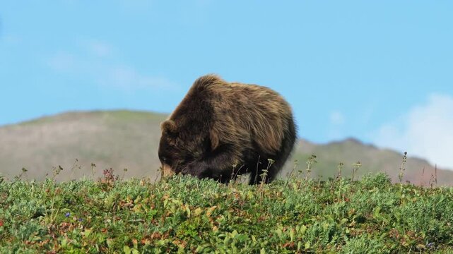 Grizzly bear on a hillside with lush greenery in daylight, captured in a natural style showing wildlife in its natural habitat.