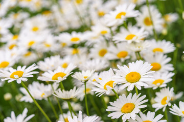 Cose up of blooming white daisies, chamomile with yellow centers growing in a lush meadow background. Oxeye daisy, Leucanthemum vulgare, Common daisy, Dog daisy. Gardening, plant breeding