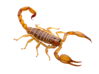 Scorpion animal png scorpion png desert animal png arachnid animal png wild animal png poisonous animal png nature animal png insect animal png transparent background image