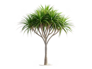 Screw pine tree png screw pine tree png tropical tree png nature tree png evergreen tree png forest tree png outdoor tree png botanical tree png transparent background image