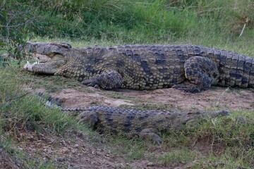 Crocodiles resting on a riverbank