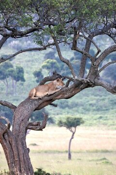 Lioness Resting on Tree in African Savanna
