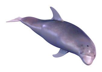 3D Rendering Dolphin on White