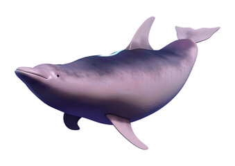 3D Rendering Dolphin on White