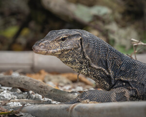 Closeup portrait view of wild asian water monitor aka varanus salvator on island beach, Lampung, Sumatra, Indonesia