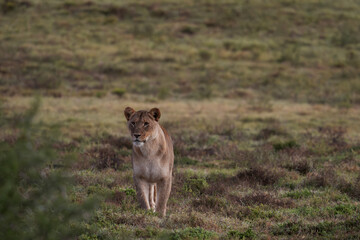 Lioness (Panthera leo) walking gracefully across the open veld near Gqeberha, Eastern Cape, South Africa. Ideal for wildlife, safari, predator, and African nature-themed creative or editorial use.