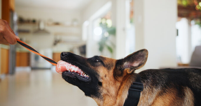Person, german shepherd and dog playing with toy for training, stimulation and bonding together. Animal, rope and hand of owner for safe chewing, tug of war games and activity for loyalty at house