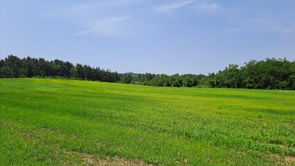 Vast Green Meadow and Forest under Clear Blue Sky in Summer