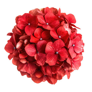 A close up view of a red hydrangea flower head with small petals and a dark background behind it