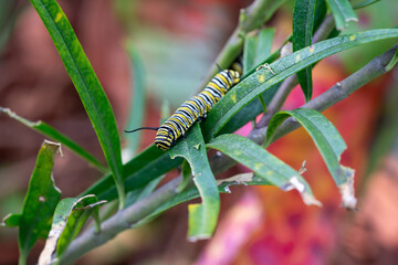 Monarch Caterpillar Crawling on Milkweed Leaf in Colorful Garden